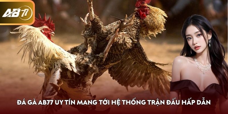Đá gà AB77 uy tín mang tới hệ thống trận đấu hấp dẫn